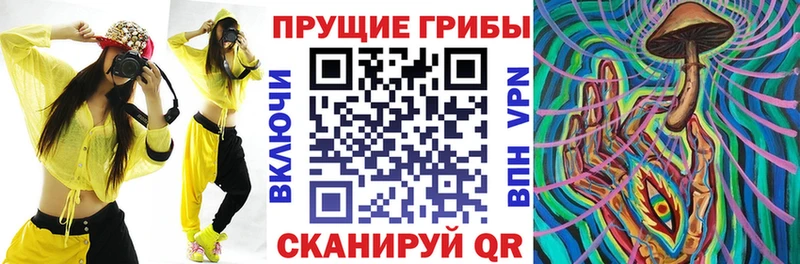 цена наркотик  Кашин  blacksprut ССЫЛКА  Псилоцибиновые грибы Psilocybine cubensis 